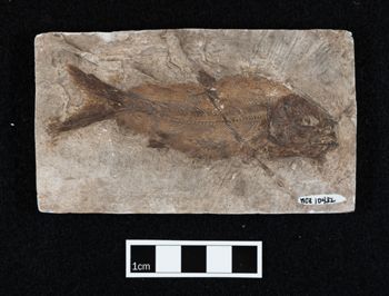Media type: image;   Vertebrate Paleontology VPF-10432 Description: Photograph of the skeleton (cast) of MCZ VPF-10432, Caturus pachyurus.;